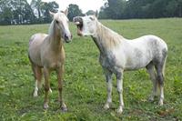 Cjp_2010_05_28_073955 (2).jpg